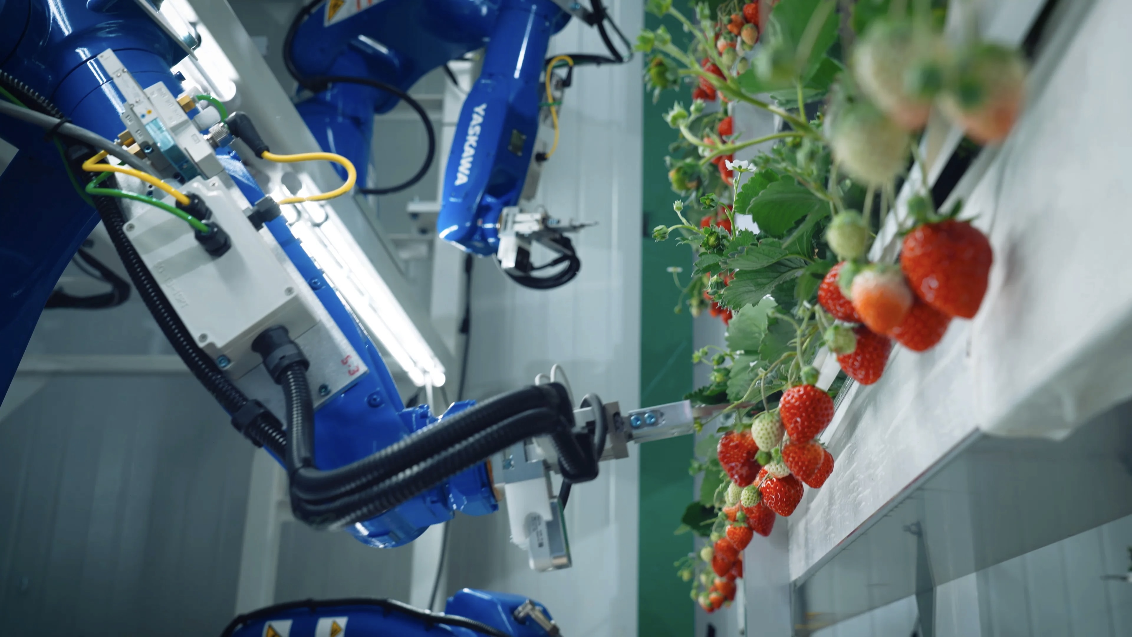 Farming the Future: Inside Oishii’s Newest Solar-Powered Indoor Vertical Strawberry Farm
